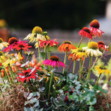 Echinacea Pollynation Mix Seed