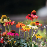 Echinacea Pollynation Mix Seed