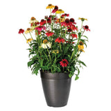 Echinacea Pollynation Mix Seed