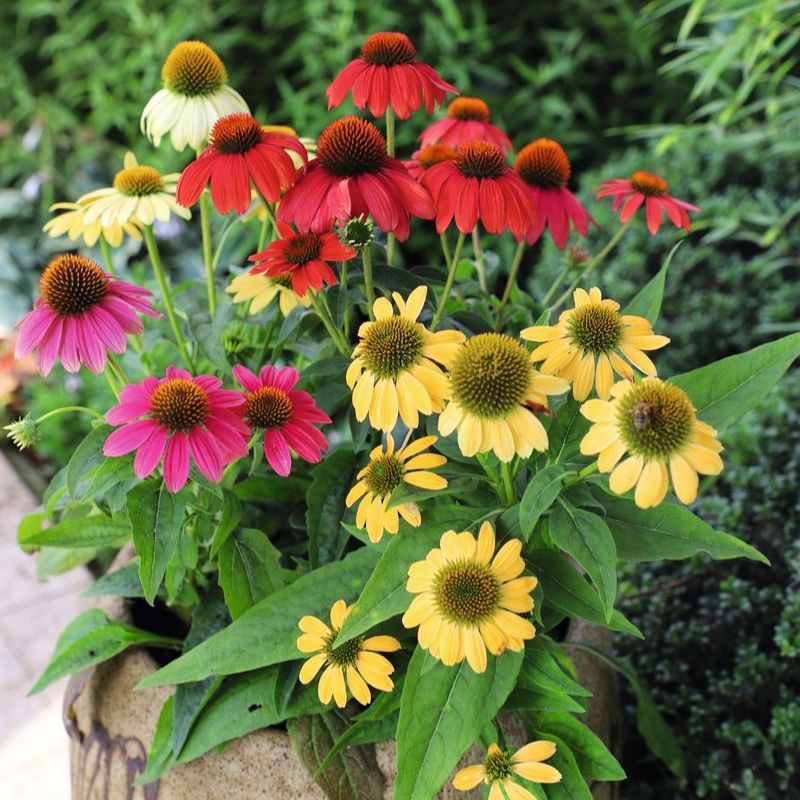 Echinacea Pollynation Mix Seed