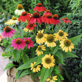 Echinacea Pollynation Mix Seed