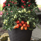 Tomato Bellatrix F1 Seed