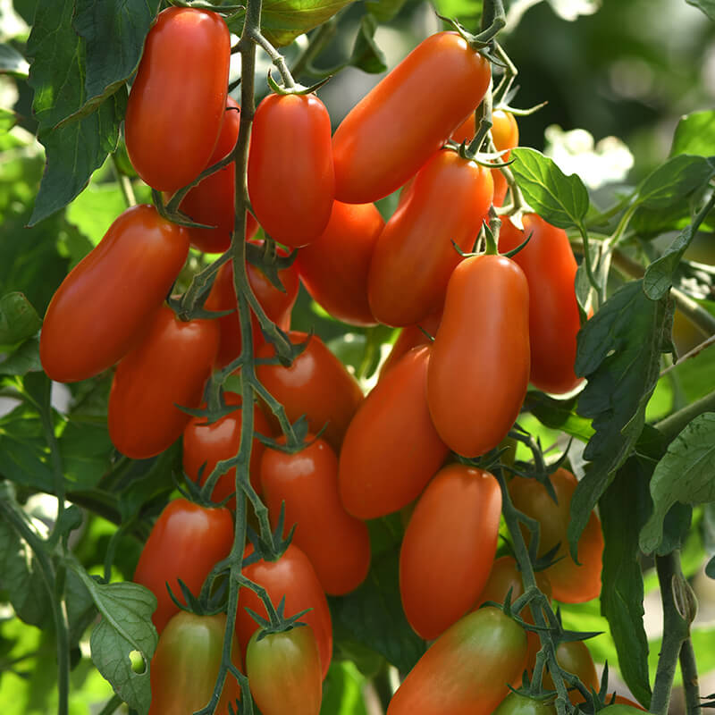 Tomato Marzito F1 Seed