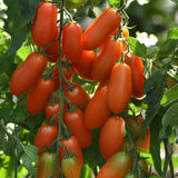 Tomato Marzito F1 Seed