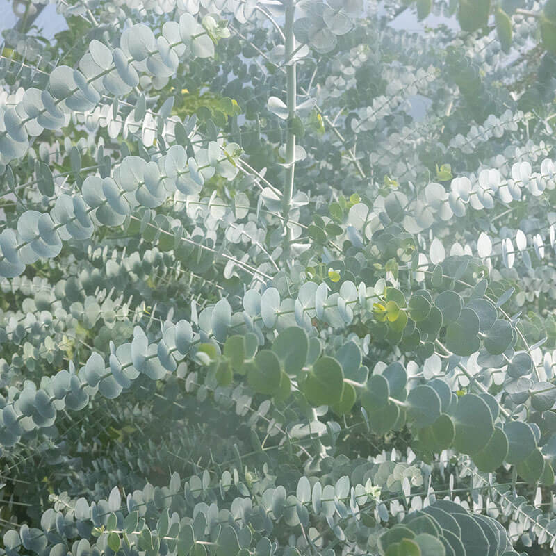 Eucalyptus Baby Blue Bouquet Seed