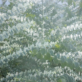 Eucalyptus Baby Blue Bouquet Seed