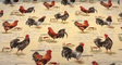 Rooster Chicken Farm Cotton Blend Fabric - Country Toile, Sage Tan Cream Red, 55" Width (1 Yard)