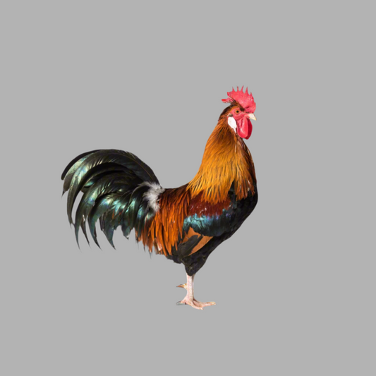 Gallo joven M-Young Rooster
