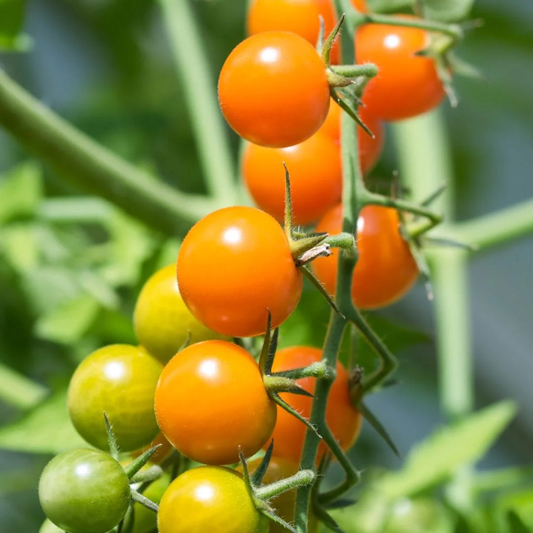 Sun Gold F1 Hybrid Tomato Seeds Super Sweet Orange Cherry Tomatoes High Yield Garden Variety