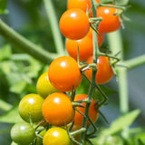 Sun Gold F1 Hybrid Tomato Seeds Super Sweet Orange Cherry Tomatoes High Yield Garden Variety