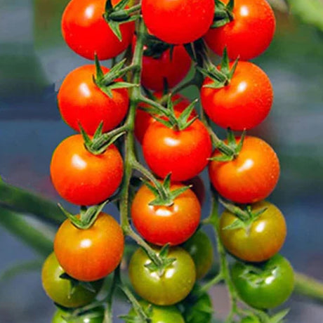 Super Sweet 100 Tomato Seeds Sweet Cherry Tomatoes High Yield Disease Resistant Non GMO Garden Seeds