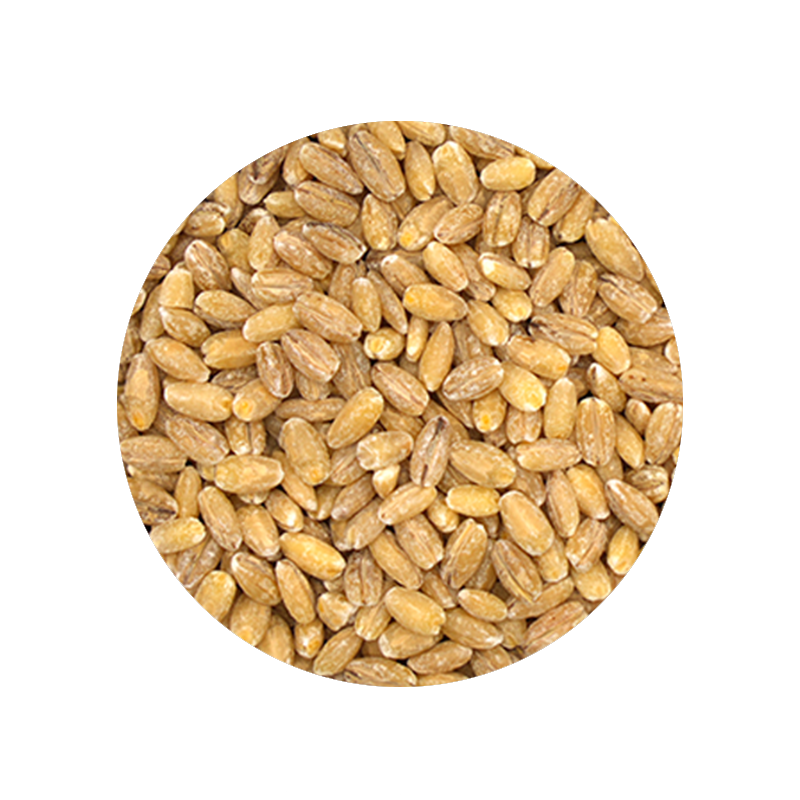 Pearl Barley 1 Pound
