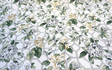 Waverly Treillage Floral Cotton Duck Fabric - Green Garden Floral Lattice, 54" Width (1 Yard)