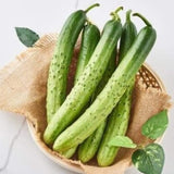 Korean Cucumber Seeds Non GMO Crisp Asian Variety for Home Gardening