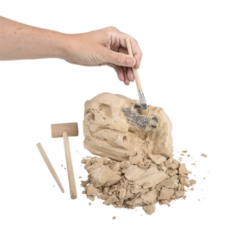 Dinosaur Excavation Brachiosaurus Skull Kit