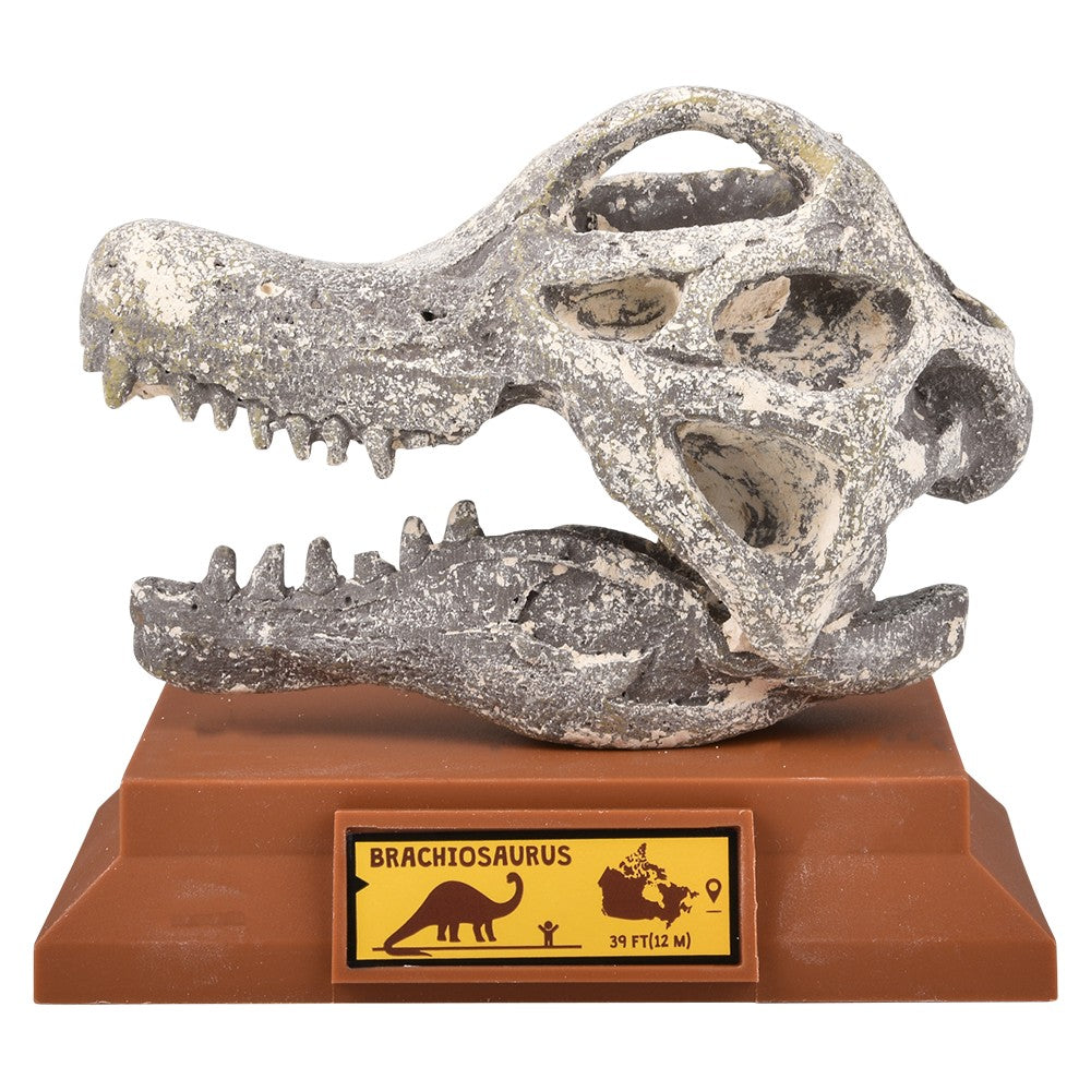 Dinosaur Excavation Brachiosaurus Skull Kit