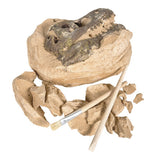 T-Rex Skull Excavation Kit