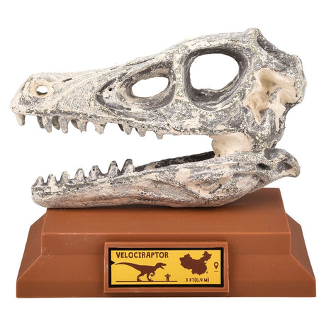 Velociraptor Skull Excavation Kit (1 PC)