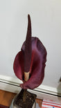 Plant Bulb Amorphophallus Konjac Unique Exotic Gift