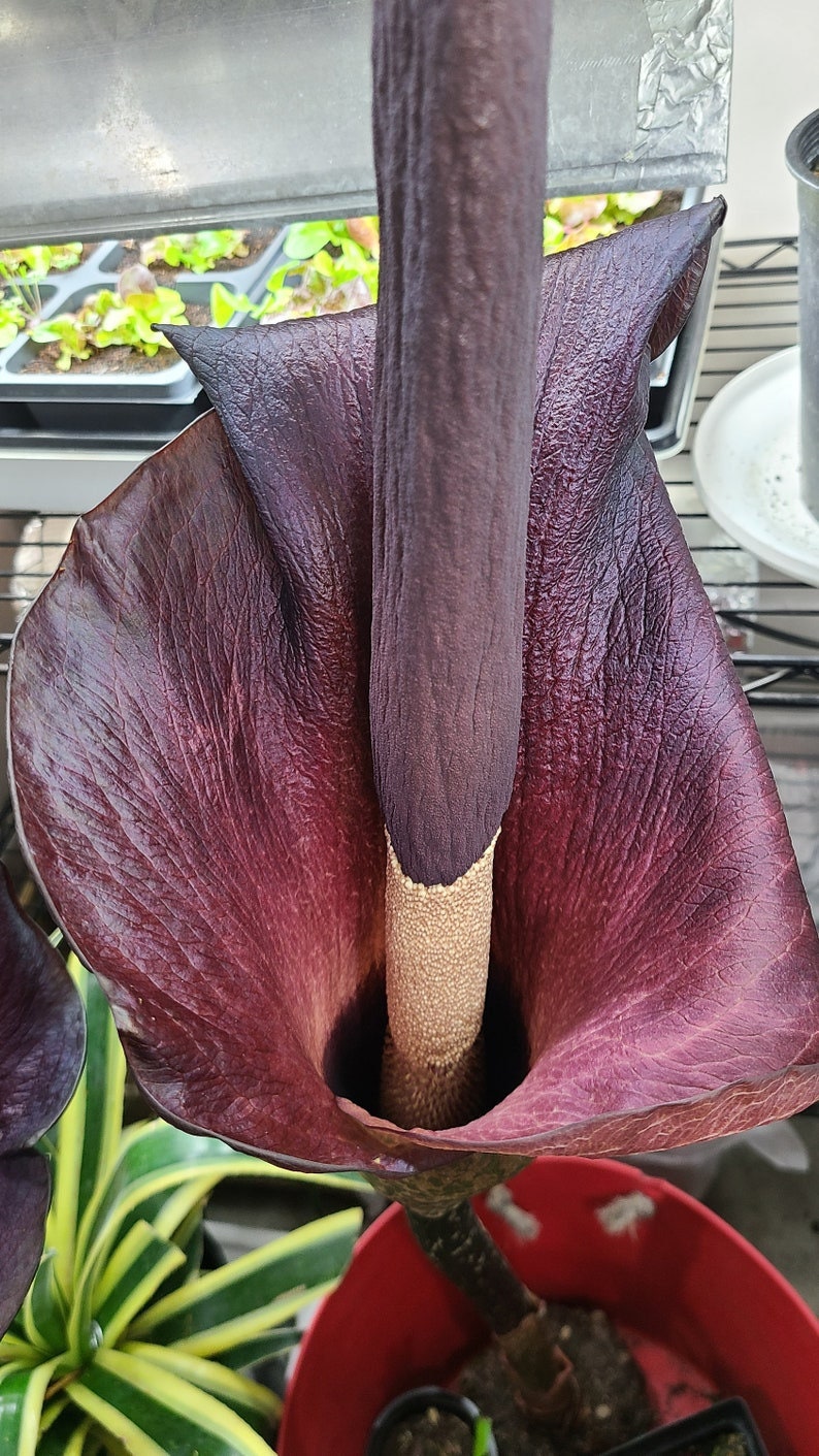 Plant Bulb Amorphophallus Konjac Unique Exotic Gift