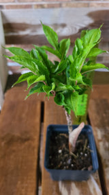 Plant Bulb Amorphophallus Konjac Unique Exotic Gift