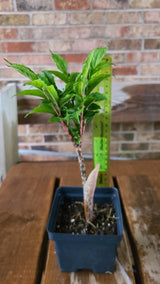 Plant Bulb Amorphophallus Konjac Unique Exotic Gift
