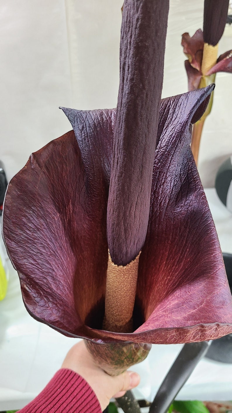 Plant Bulb Amorphophallus Konjac Unique Exotic Gift