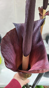 Plant Bulb Amorphophallus Konjac Unique Exotic Gift