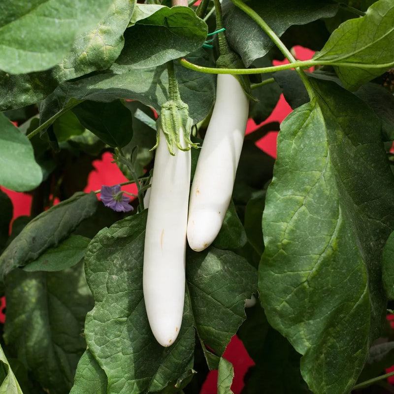 Eggplant heirloom seeds for growing vegetables in containers, patio gardens and home garden spaces