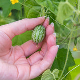 50 Cucamelon Seeds Mini Cucumber Mouse Melon Mexican Sour Gherkin Melothria Scabra
