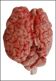 Beef Brain