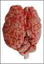 Beef Brain