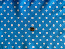 1 Yard Multi-Color Small Polka Dot Poly Cotton Fabric for Crafts Bedding Sewing Masks 60" Width