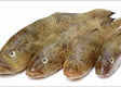 Baila Fish 500GM