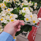 Begonia Mega Cool Mix F1 Seed