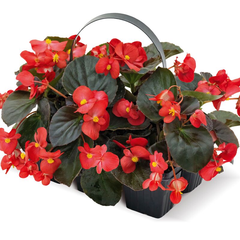 Begonia BIG Red with Bronze Leaf F1 Seed