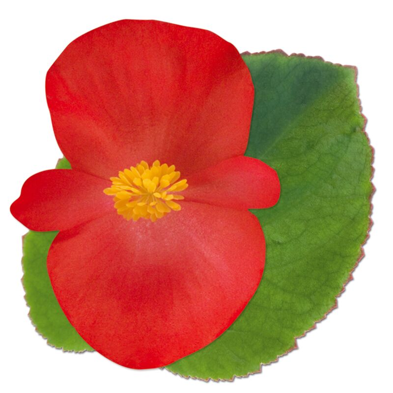 Begonia BIG Red with Green leaf F1 Seed