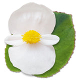 Begonia BIG White with Green Leaf F1 Seed