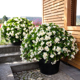 Begonia BIG White with Green Leaf F1 Seed