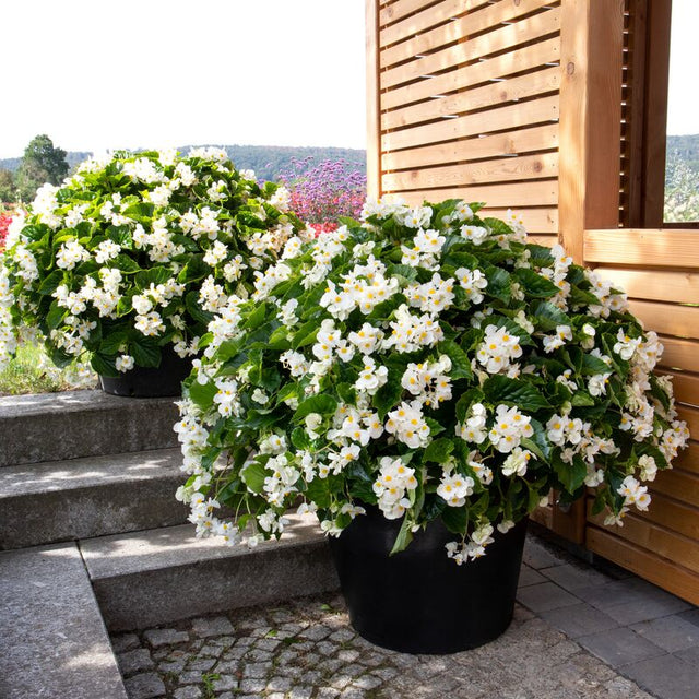 Begonia BIG White with Green Leaf F1 Seed