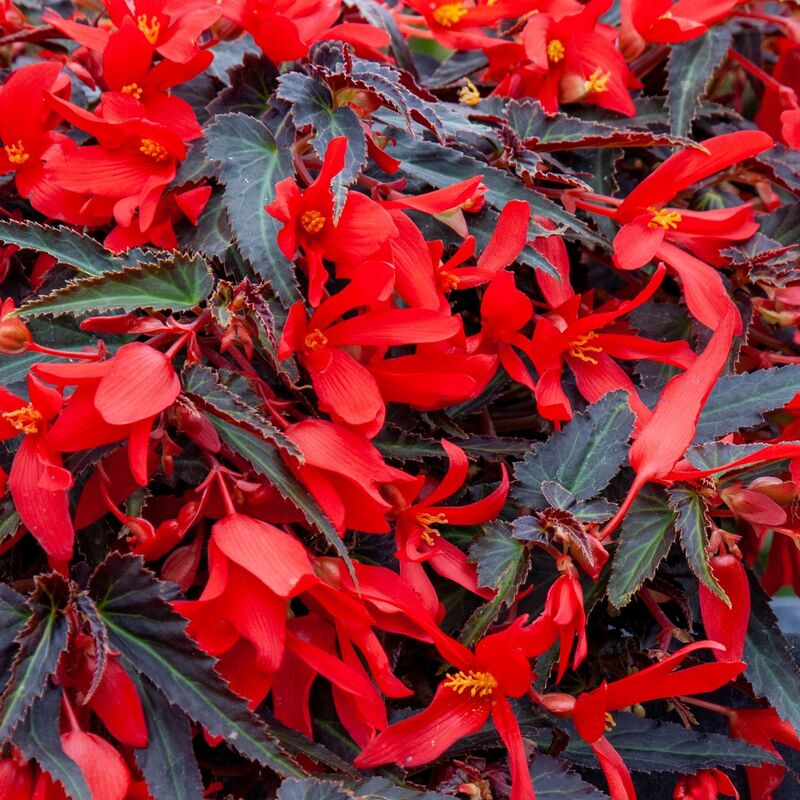 Begonia Bossa Nova Night Fever Rosso Seed