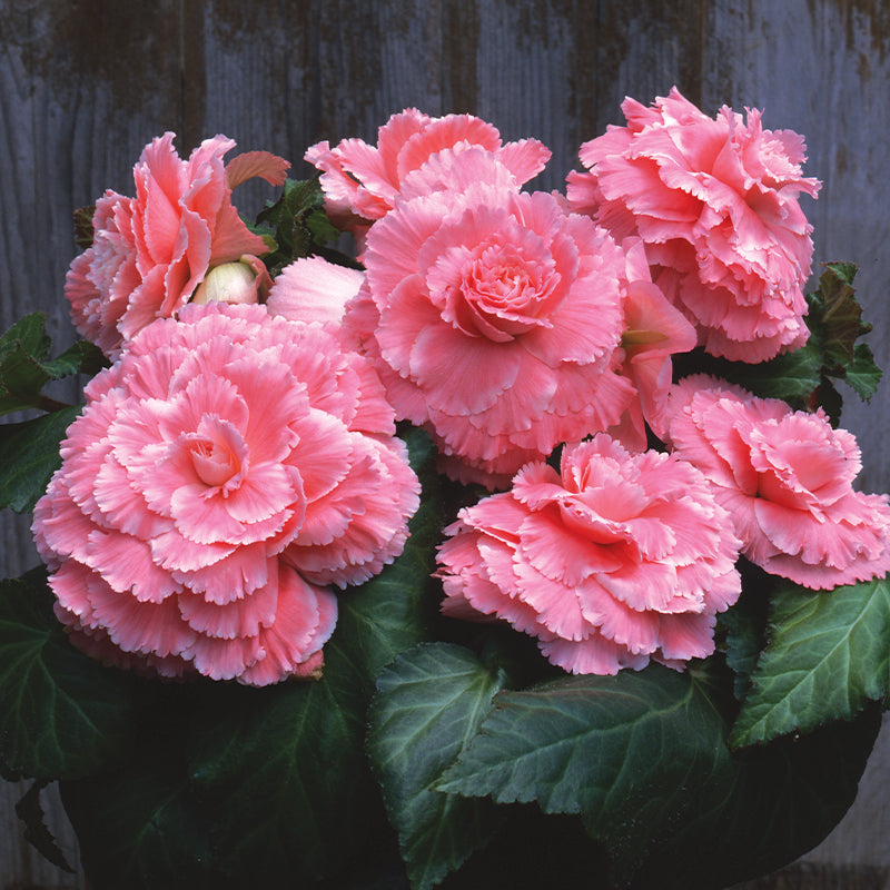 Begonia Marquee Picotee Lace Pink F1 Seed