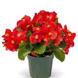 Begonia Whopper Red with Green Leaf F1 Seed