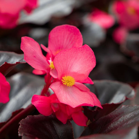 Begonia Whopper Rose Espresso F1 Seed