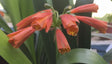 Clivia Interspecific Seedling Bronze Tube 4-5 Inches Tall