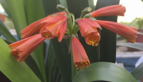 Clivia Interspecific Seedling Bronze Tube 4-5 Inches Tall