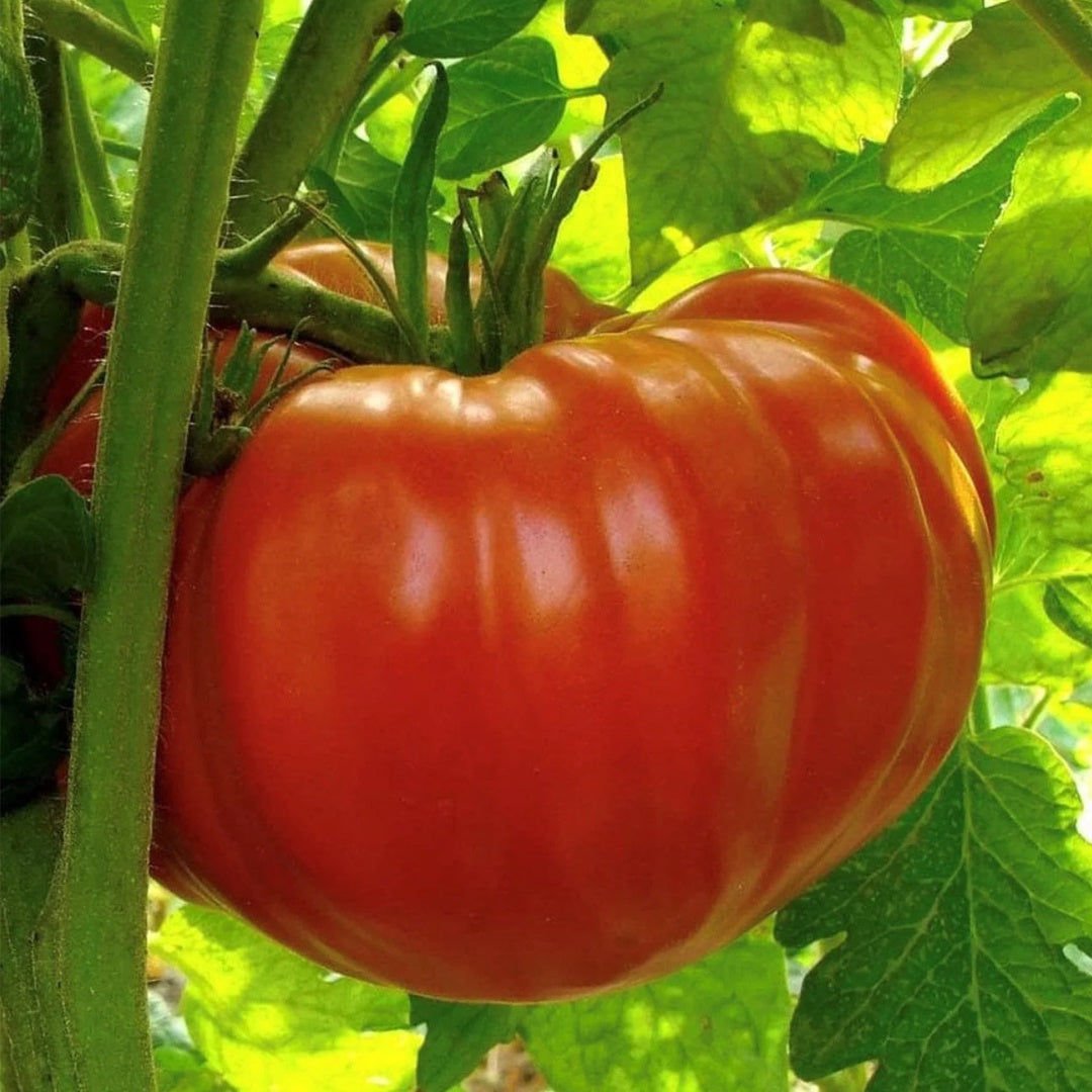 Beefsteak Determinate Tomato Seeds Heirloom Organic High Yield Garden Variety