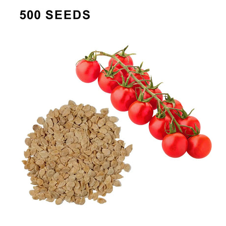 Super Sweet 100 Tomato Seeds Sweet Cherry Tomatoes High Yield Disease Resistant Non GMO Garden Seeds