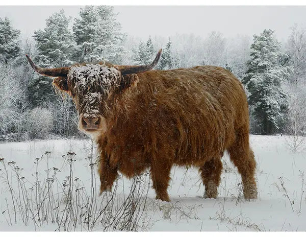 Cotton Panel Call of the Wild Spectrum Digital Print 42 x 32