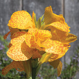 Canna Cannova Gold Leopard F1 Seed